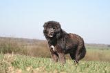 DOGUE DU TIBET 556